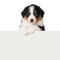 Australian Shepherd puppy looking over a wall