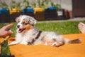 Australian Shepherd puppy is lounging in an orange blanket, teasing her owner who is already pointing his finger at her to calm