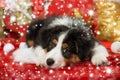 Cute puppy with red christmas decoraion