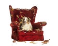 Australian Shepherd puppy, 10 months old, lying on a detroyed armchair