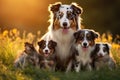 Australian shepherd puppy with mother and puppies in the park at sunset, Aussie dog mum with puppies playing on a green meadow