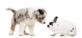 Australian Shepherd puppy playing and looking at a Dalmatian rabbit