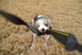 Australian Shepherd Puppy Plays Tug-of-War with Camera Strap