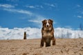 Blue sky on sunny day and two dogs. Australian Shepherd puppy red tricolor sits on sand dune and behind against background of