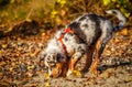 Australian Shepherd puppy at the rhine river Royalty Free Stock Photo