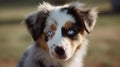 Australian Shepherd Puppy\'s Exploration of the Ranch Royalty Free Stock Photo