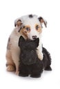 Australian Shepherd puppy and Scottish terrier