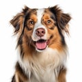 Stunning Australian Shepherd Dog In White Background