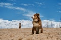 Australian Shepherd puppy sits on sand dune and behind adult German Shepherd against background of clouds, clear silhouette of dog