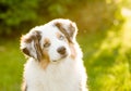 Australian shepherd puppy tilts head