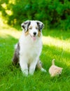 Australian shepherd puppy and tiny kitten on the green grass Royalty Free Stock Photo