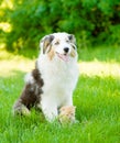 Australian shepherd puppy and tiny kitten sitting together on th Royalty Free Stock Photo