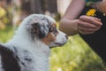 Australian Shepherd puppy tries to bite a dandelion flower. Blue merle eats a sweet spot. Trying to be a vegetarian