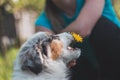 Australian Shepherd puppy tries to bite a dandelion flower. Blue merle eats a sweet spot. Trying to be a vegetarian