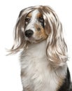 Australian Shepherd puppy wearing a wig Royalty Free Stock Photo