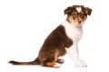 Australian shepherd puppy on white background Royalty Free Stock Photo