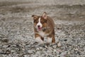 Australian Shepherd is red tricolor active and mischievous puppy. Little brown puppy Aussie runs along stone seashore and studies