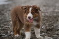 Australian Shepherd Red tricolor portrait close up. White stripe on muzzle and brown nose. Little brown puppy Aussie stands on