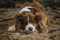 Australian Shepherd red tricolor on vacation. Dog was tired after active walk and games and lay down to rest. Aussie lies and