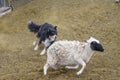 Australian Shepherd rounding up a sheep