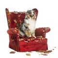 Australian Shepherd sitting on a detroyed armchair, isolated