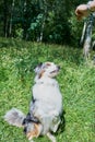 Australian shepherd sitting on the grass