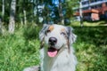 Australian shepherd sitting on the grass