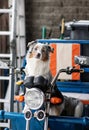 Australian Shepherd sitting on a motorcycle. Dog motorbike driver. Royalty Free Stock Photo