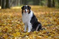 Australian Shepherd