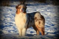 Australian Shepherd in Snow