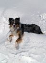 Australian Shepherd on Snowbank Royalty Free Stock Photo