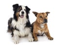 Australian shepherd and staffie Royalty Free Stock Photo