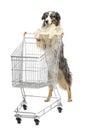 Australian Shepherd stand on hind legs and pushing a shopping cart Royalty Free Stock Photo