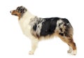 Australian shepherd standard in white studio Royalty Free Stock Photo
