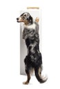 Australian Shepherd standing on hind legs Royalty Free Stock Photo