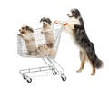 Australian Shepherd standing on hind legs and pushing a shopping cart with dogs against white background