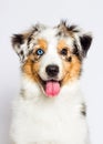 australian shepherd th blue-eyed merle puppy