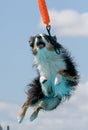 Australian Shepherd about to catch a toy Royalty Free Stock Photo