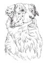 Australian shepherd vector hand drawing portrait