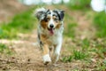 Australian Shepherd walking on path through forest at german inner border fast