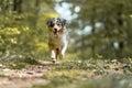 Australian Shepherd walking on path through forest at german inner border with fun