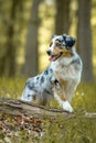 Australian Shepherd walking on path through forest at german inner border like a model