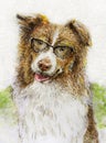 Australian shepherd wearing glasses in ink and watercolor