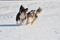 Australian Shepherds Royalty Free Stock Photo