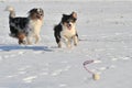 Australian Shepherds Royalty Free Stock Photo