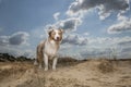 Australian shepherd seen from the front in sand dunes on a sunny day Royalty Free Stock Photo