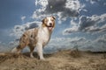 Australian shepherd standing in sand dunes on a sunny day Royalty Free Stock Photo