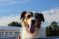 Australian Sheppard - 4 Royalty Free Stock Photo