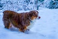Australian Sheppard Dog with Bright Blue Eyes in the Snow Royalty Free Stock Photo