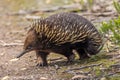 Short-beaked Echidna